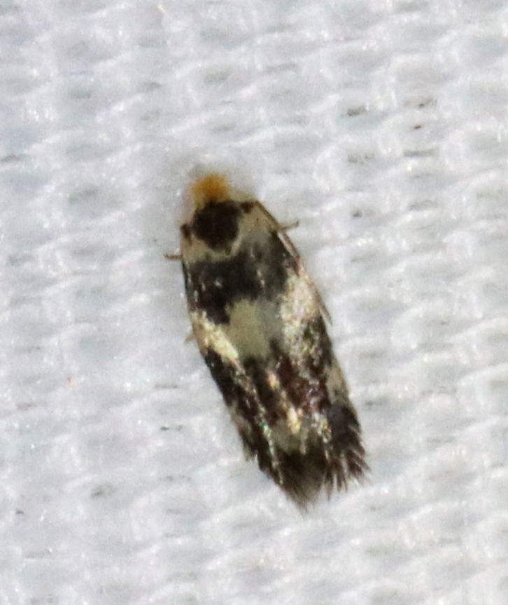 Norway Maple Seedminer - Ectoedemia sericopeza TL: ~6 mm<br />
<br />
Habitat: Attracted to a 365 nm LED light in a semi-rural area<br />
<br />
2021(118) Ectoedemia,Ectoedemia sericopeza,Geotagged,Nepticulidae,Norway Maple Seedminer,Summer,United States,moth