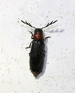 Neorthopleura thoracica TL: ~8-10 mm. Black beetle with a reddish pronotum. Notched eyes. Deer antler antennae. 

Habitat: Attracted to a 365 nm LED light; semi-rural area Cleridae,Geotagged,Neorthopleura,Neorthopleura thoracica,Summer,United States,beetle