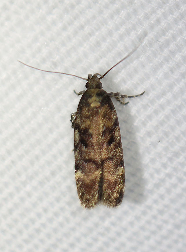 Boxelder Leafworm Moth - Chionodes obscurusella Habitat: Attracted to a 365 nm LED light in a semi-rural area<br />
<br />
2021(119) Boxelder Leafworm Moth,Chionodes,Chionodes obscurusella,Gelechiidae,Geotagged,Summer,United States,moth