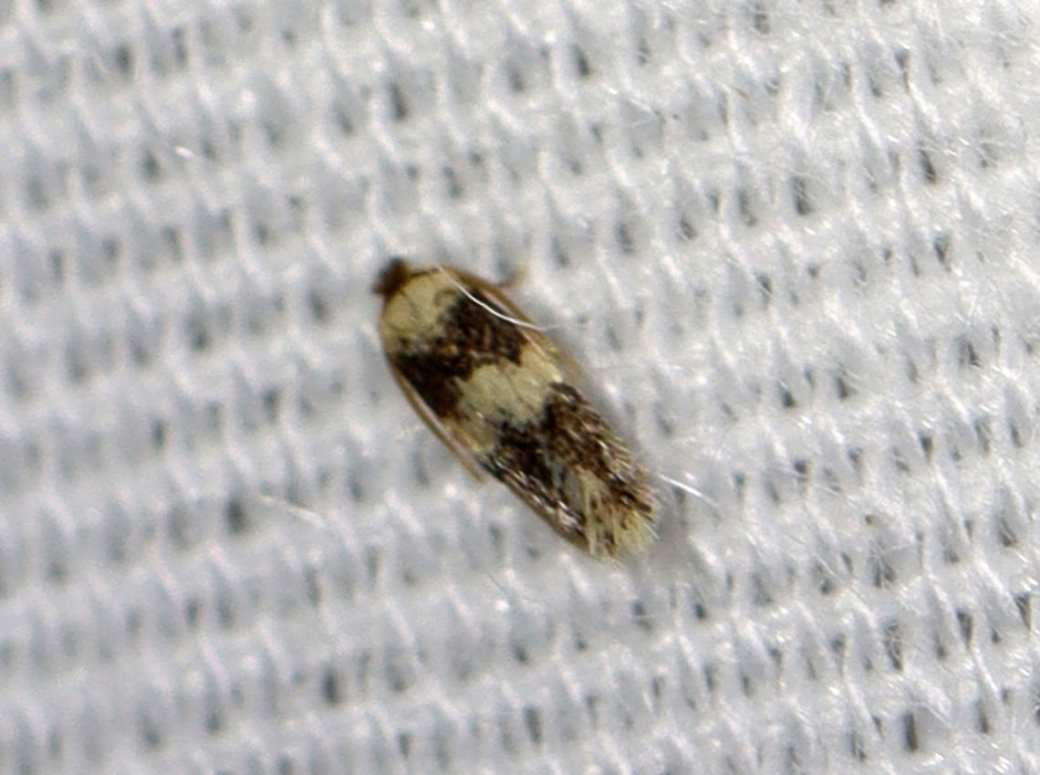 Moth - Ectoedemia sp. Very similar to this one, but not quite:<br />
<figure class="photo"><a href="https://www.jungledragon.com/image/117719/norway_maple_seedminer_-_ectoedemia_sericopeza.html" title="Norway Maple Seedminer - Ectoedemia sericopeza"><img src="https://s3.amazonaws.com/media.jungledragon.com/images/3232/117719_thumb.jpg?AWSAccessKeyId=05GMT0V3GWVNE7GGM1R2&Expires=1759968010&Signature=lUMDsA8%2BGS0xdFOyVDzQojTXQ%2Fc%3D" width="128" height="152" alt="Norway Maple Seedminer - Ectoedemia sericopeza TL: ~6 mm<br />
<br />
Habitat: Attracted to a 365 nm LED light in a semi-rural area<br />
<br />
2021(118) Ectoedemia,Ectoedemia sericopeza,Geotagged,Nepticulidae,Norway Maple Seedminer,Summer,United States,moth" /></a></figure><br />
<br />
Habitat: Attracted to a 365 nm LED light in a semi-rural area<br />
<br />
2021()<br />
<br />
 Ectoedemia,Geotagged,Nepticulidae,Summer,United States,moth
