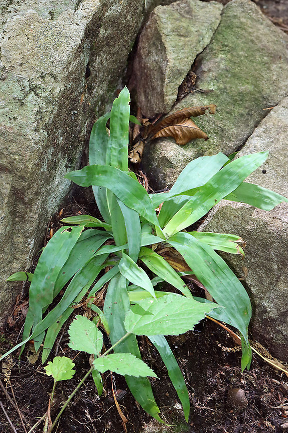 Silver Sedge - Carex platyphylla Habitat: Mixed forest; it was growing all over the mountain Adirondacks,Carex,Carex platyphylla,Geotagged,Summer,United States,sedge