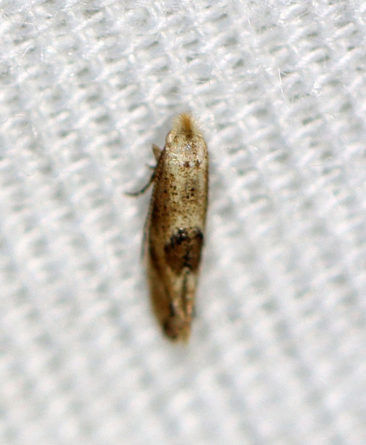 Moth - Bucculatrix sp. Habitat: Attracted to a 365 nm LED light in a semi-rural area<br />
<br />
2021(120) Bucculatrix,Geotagged,Summer,United States,moth