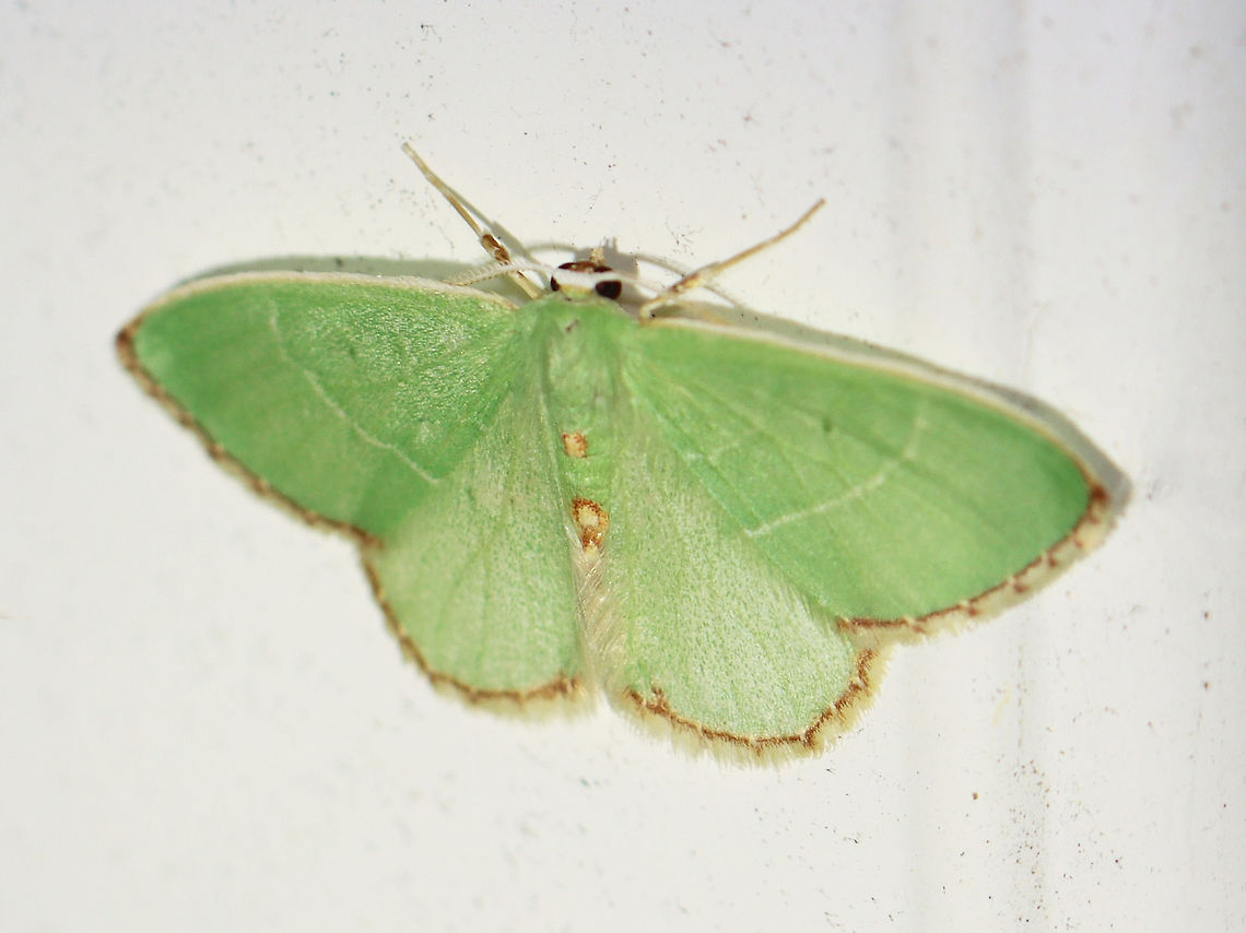 Red-fringed Emerald - Nemoria bistriaria WS: ~ 20-25 mm. Green moth with a brownish border and abdominal spots.<br />
<br />
Habitat: Attracted to a 365 nm LED light in a semi-rural area<br />
<br />
2021(121) Emerald,Geometridae,Geotagged,Nemoria,Nemoria bistriaria,Red-fringed emerald,Summer,United States,moth