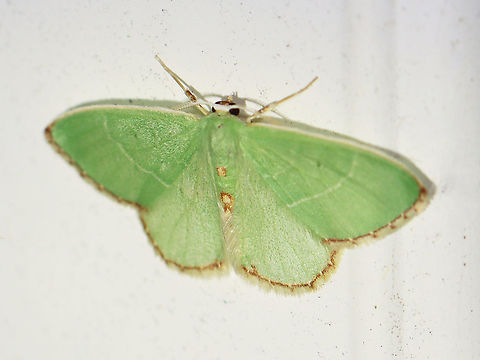 Red-fringed Emerald - Nemoria bistriaria WS: ~ 20-25 mm. Green moth with a brownish border and abdominal spots.

Habitat: Attracted to a 365 nm LED light in a semi-rural area

2021(121) Emerald,Geometridae,Geotagged,Nemoria,Nemoria bistriaria,Red-fringed emerald,Summer,United States,moth