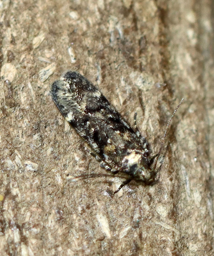 Chionodes fuscomaculella Habitat: Attracted to a 365 nm LED light in a semi-rural area<br />
<br />
2021(122)<br />
<br />
 Chionodes,Chionodes fuscomaculella,Gelechiidae,Geotagged,Summer,United States,moth