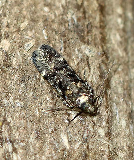 Chionodes fuscomaculella Habitat: Attracted to a 365 nm LED light in a semi-rural area

2021(122)

 Chionodes,Chionodes fuscomaculella,Gelechiidae,Geotagged,Summer,United States,moth