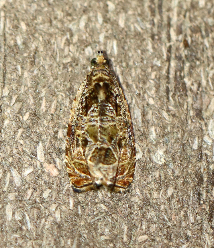 Olethreutes permundana or Olethreutes tilianum? Habitat: Attracted to a 365 nm LED light in a semi-rural area<br />
<br />
2021() Geotagged,Olethreutes,Summer,Tortricidae,United States,moth