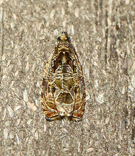 Olethreutes permundana or Olethreutes tilianum? Habitat: Attracted to a 365 nm LED light in a semi-rural area

2021() Geotagged,Olethreutes,Summer,Tortricidae,United States,moth