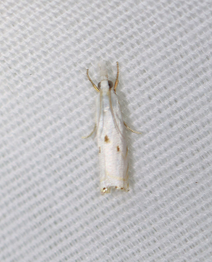 Gold-stripe Grass-veneer - Microcrambus biguttellus TL: ~ 8 mm. White FW with faint angled lines near costa. Median area is accented by 3 dots. Hosts: Grasses.<br />
<br />
Habitat: Attracted to a 365 nm LED light in a semi-rural area<br />
<br />
2021(123) Crambidae,Geotagged,Gold-stripe Grass-veneer,Microcrambus,Microcrambus biguttellus,Summer,United States,grass-veneer,moth