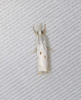 Gold-stripe Grass-veneer - Microcrambus biguttellus TL: ~ 8 mm. White FW with faint angled lines near costa. Median area is accented by 3 dots. Hosts: Grasses.

Habitat: Attracted to a 365 nm LED light in a semi-rural area

2021(123) Crambidae,Geotagged,Gold-stripe Grass-veneer,Microcrambus,Microcrambus biguttellus,Summer,United States,grass-veneer,moth