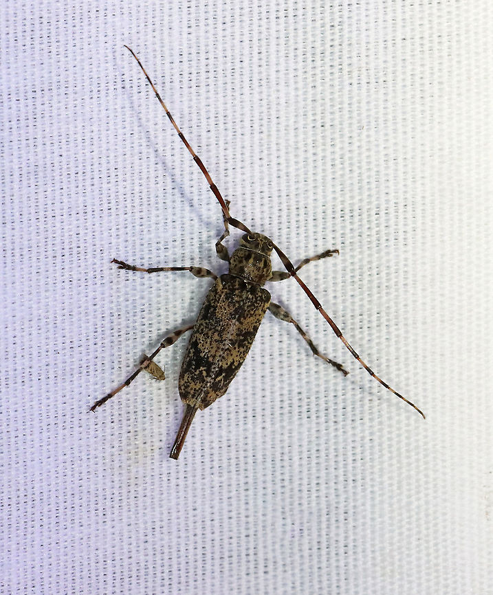 Graphisurus fasciatus TL: ~10 mm. Hosts: Hardwood and pine<br />
<br />
Habitat: Attracted to a 365 nm LED light in a semi-rural area Geotagged,Graphisurus fasciatus,Summer,United States. Graphisurus,beetle