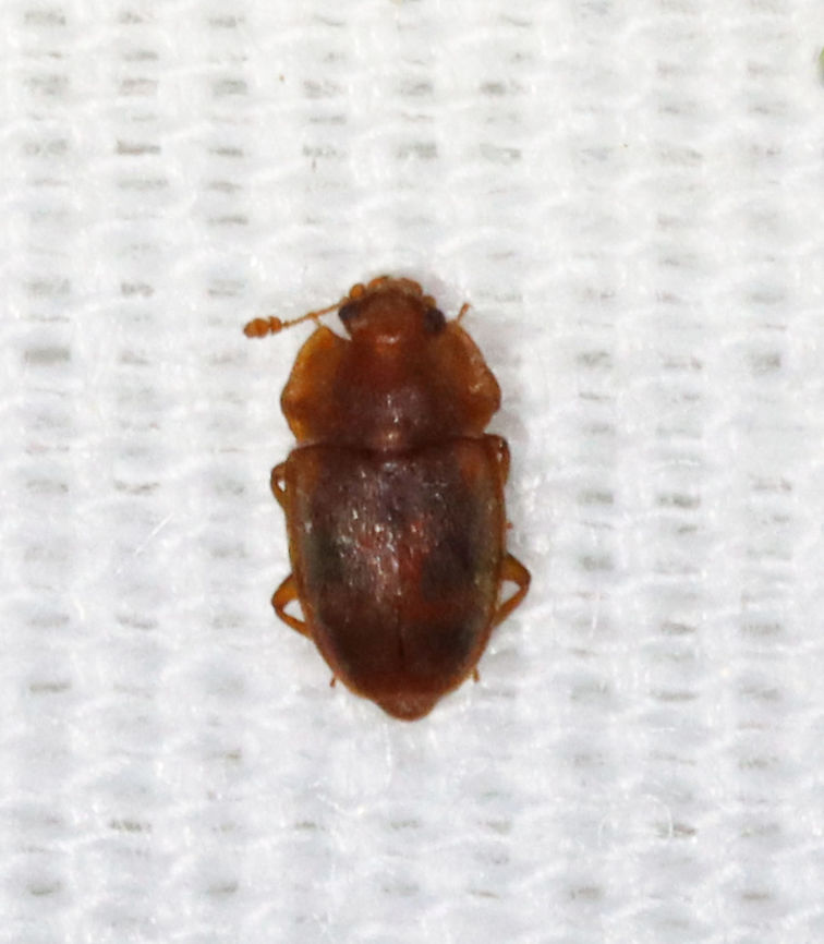 Epuraea aestiva *Tentative ID<br />
<br />
TL: ~3 mm<br />
<br />
Habitat: Attracted to a 365 nm LED light in a semi-rural area<br />
<br />
 Epuraea,Epuraea aestiva,Geotagged,Summer,United States,beetle