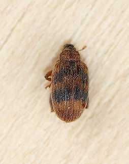 European Elm Flea Weevil - Orchestes steppensis TL: ~3 mm. Host: Elm

Habitat: I think it followed me inside from my light and sadly, it was no match for my cats. European Elm Flea Weevil,Geotagged,Orchestes,Orchestes steppensis,Summer,United States,beetle,weevil