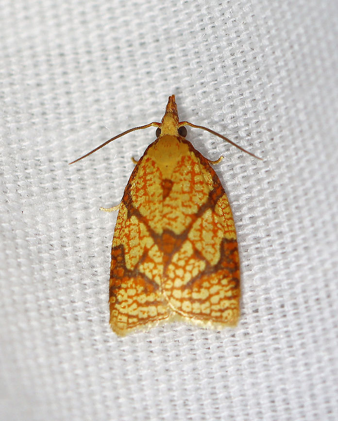 Reticulated Sparganothis - Sparganothis reticulatana Habitat: Attracted to a 365 nm LED light in a semi-rural area<br />
<br />
2021(124) Geotagged,Reticulated Sparganothis,Sparganothis,Sparganothis reticulatana,Summer,Tortricidae,United States,moth