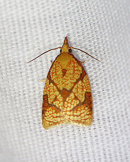 Reticulated Sparganothis - Sparganothis reticulatana Habitat: Attracted to a 365 nm LED light in a semi-rural area

2021(124) Geotagged,Reticulated Sparganothis,Sparganothis,Sparganothis reticulatana,Summer,Tortricidae,United States,moth