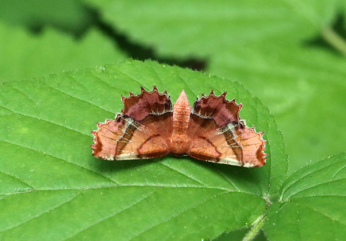 Scallop Moth - Cepphis armataria This was a great find &lt;3. <br />
<br />
Habitat: Resting on vegetation; deciduous forest Cepphis,Cepphis armataria,Geometridae,Geotagged,Scallop Moth,Summer,United States,moth