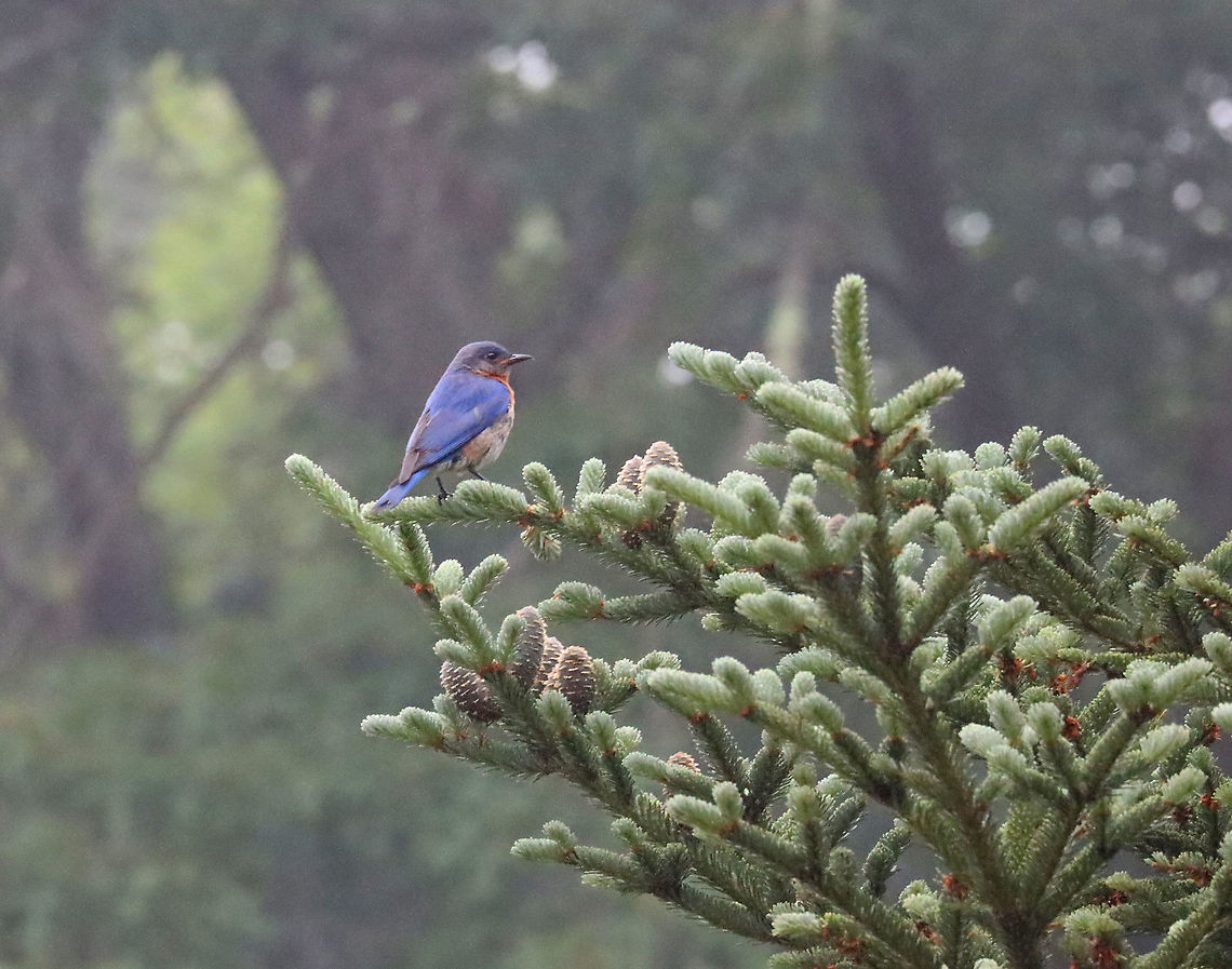 Eastern Bluebird - Sialia sialis It was really cool and foggy out this morning when I hiked...perfect weather. I think the birds agreed. This bluebird had a mate and they were going back and forth, feeding their babies.<br />
<br />
Habitat: Coniferous meadow Eastern Bluebird,Geotagged,Sialia,Sialia sialis,Summer,United States,bird,bluebird