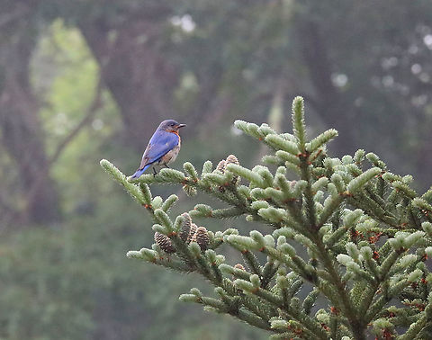 Eastern Bluebird - Sialia sialis It was really cool and foggy out this morning when I hiked...perfect weather. I think the birds agreed. This bluebird had a mate and they were going back and forth, feeding their babies.

Habitat: Coniferous meadow Eastern Bluebird,Geotagged,Sialia,Sialia sialis,Summer,United States,bird,bluebird