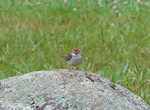 Chipping Sparrow - Spizella passerina This bird was VERY busy foraging for food for its fledgling. I took pictures of him/her collecting bugs for its baby and in this photo, it was giving me the stink-eye.

Habitat: Coniferous meadow 
https://www.jungledragon.com/image/117785/chipping_sparrow_-_spizella_passerina.html Chipping Sparrow,Geotagged,Spizella,Spizella passerina,Summer,United States,bird,sparrow