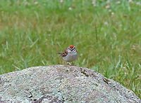Chipping Sparrow - Spizella passerina This bird was VERY busy foraging for food for its fledgling. I took pictures of him/her collecting bugs for its baby and in this photo, it was giving me the stink-eye.<br />
<br />
Habitat: Coniferous meadow <br />
https://www.jungledragon.com/image/117785/chipping_sparrow_-_spizella_passerina.html Chipping Sparrow,Geotagged,Spizella,Spizella passerina,Summer,United States,bird,sparrow