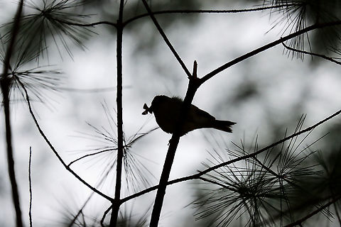Chipping Sparrow - Spizella passerina This bird was VERY busy foraging for food for its fledgling. I took pictures of him/her collecting bugs for its baby and in this photo, it has a bug in its beak. The trees were so dark that all I could get was a silhouette.

Habitat: Coniferous meadow
https://www.jungledragon.com/image/117784/chipping_sparrow_-_spizella_passerina.html Chipping Sparrow,Geotagged,Spizella passerina,Summer,United States,silhouette