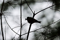 Chipping Sparrow - Spizella passerina This bird was VERY busy foraging for food for its fledgling. I took pictures of him/her collecting bugs for its baby and in this photo, it has a bug in its beak. The trees were so dark that all I could get was a silhouette.<br />
<br />
Habitat: Coniferous meadow<br />
https://www.jungledragon.com/image/117784/chipping_sparrow_-_spizella_passerina.html Chipping Sparrow,Geotagged,Spizella passerina,Summer,United States,silhouette
