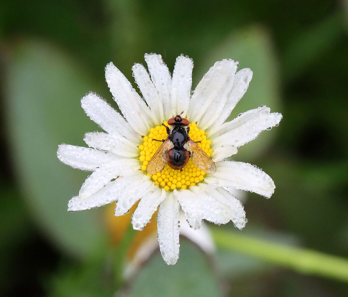 Fly - Gymnosoma par Habitat: Meadow Diptera,Geotagged,Gymnosoma,Gymnosoma par,Summer,Tachinid,United States,fly