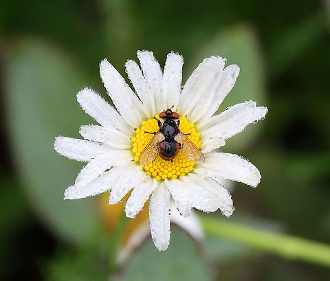 Fly - Gymnosoma par Habitat: Meadow Diptera,Geotagged,Gymnosoma,Gymnosoma par,Summer,Tachinid,United States,fly