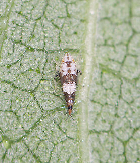 Leafhopper Nymph - Scaphoideus sp. Habitat: On milkweed in a meadow
https://www.jungledragon.com/image/117788/leafhopper_nymph_-_scaphoideus_sp.html Cicadellidae,Geotagged,Scaphoideus,Summer,United States,leafhopper,leafhopper nymph,nymph