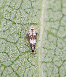 Leafhopper Nymph - Scaphoideus sp. Habitat: On milkweed in a meadow<br />
https://www.jungledragon.com/image/117788/leafhopper_nymph_-_scaphoideus_sp.html Cicadellidae,Geotagged,Scaphoideus,Summer,United States,leafhopper,leafhopper nymph,nymph