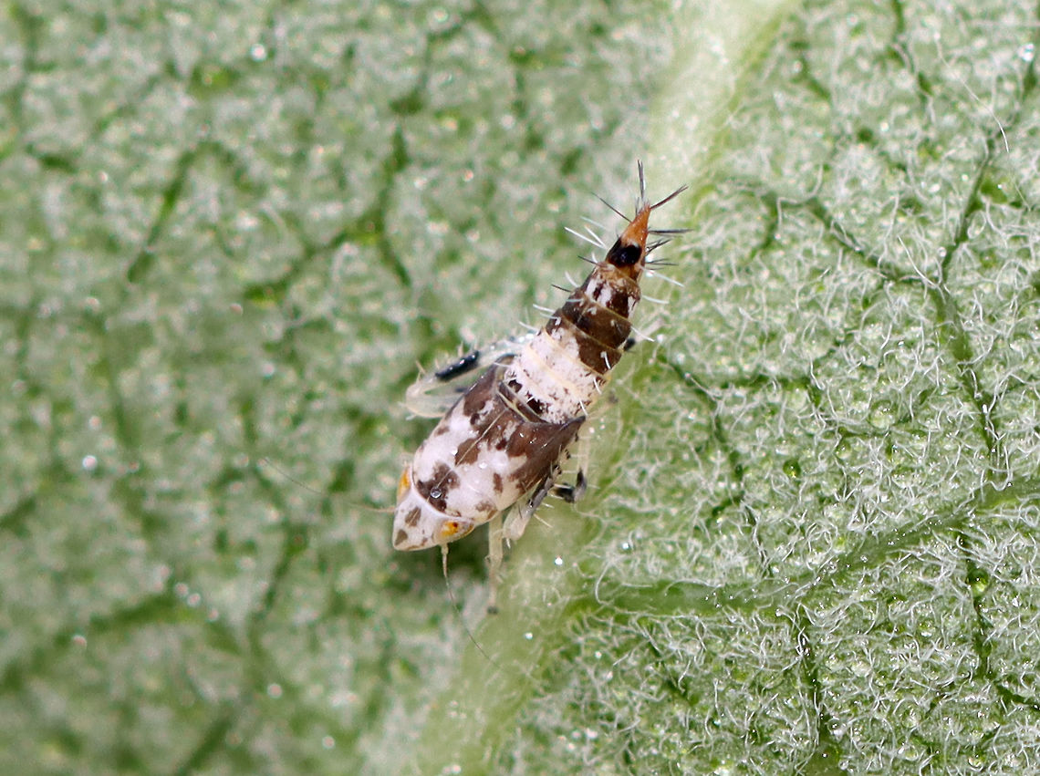 Leafhopper Nymph - Scaphoideus sp. Habitat: On milkweed in a meadow<br />
<figure class="photo"><a href="https://www.jungledragon.com/image/117787/leafhopper_nymph_-_scaphoideus_sp.html" title="Leafhopper Nymph - Scaphoideus sp."><img src="https://s3.amazonaws.com/media.jungledragon.com/images/3232/117787_thumb.jpg?AWSAccessKeyId=05GMT0V3GWVNE7GGM1R2&Expires=1759968010&Signature=vEQ4jvHv6phIitc%2FgyXNFPiMImE%3D" width="132" height="152" alt="Leafhopper Nymph - Scaphoideus sp. Habitat: On milkweed in a meadow<br />
https://www.jungledragon.com/image/117788/leafhopper_nymph_-_scaphoideus_sp.html Cicadellidae,Geotagged,Scaphoideus,Summer,United States,leafhopper,leafhopper nymph,nymph" /></a></figure> Geotagged,Summer,United States