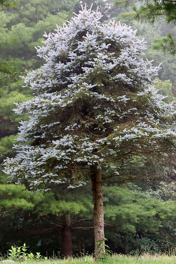 Blue Spruce - Picea pungens Habitat: Meadow Blue spruce,Colorado Blue spruce,Geotagged,Picea,Picea pungens,Summer,United States,spruce
