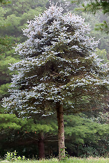 Blue Spruce - Picea pungens Habitat: Meadow Blue spruce,Colorado Blue spruce,Geotagged,Picea,Picea pungens,Summer,United States,spruce