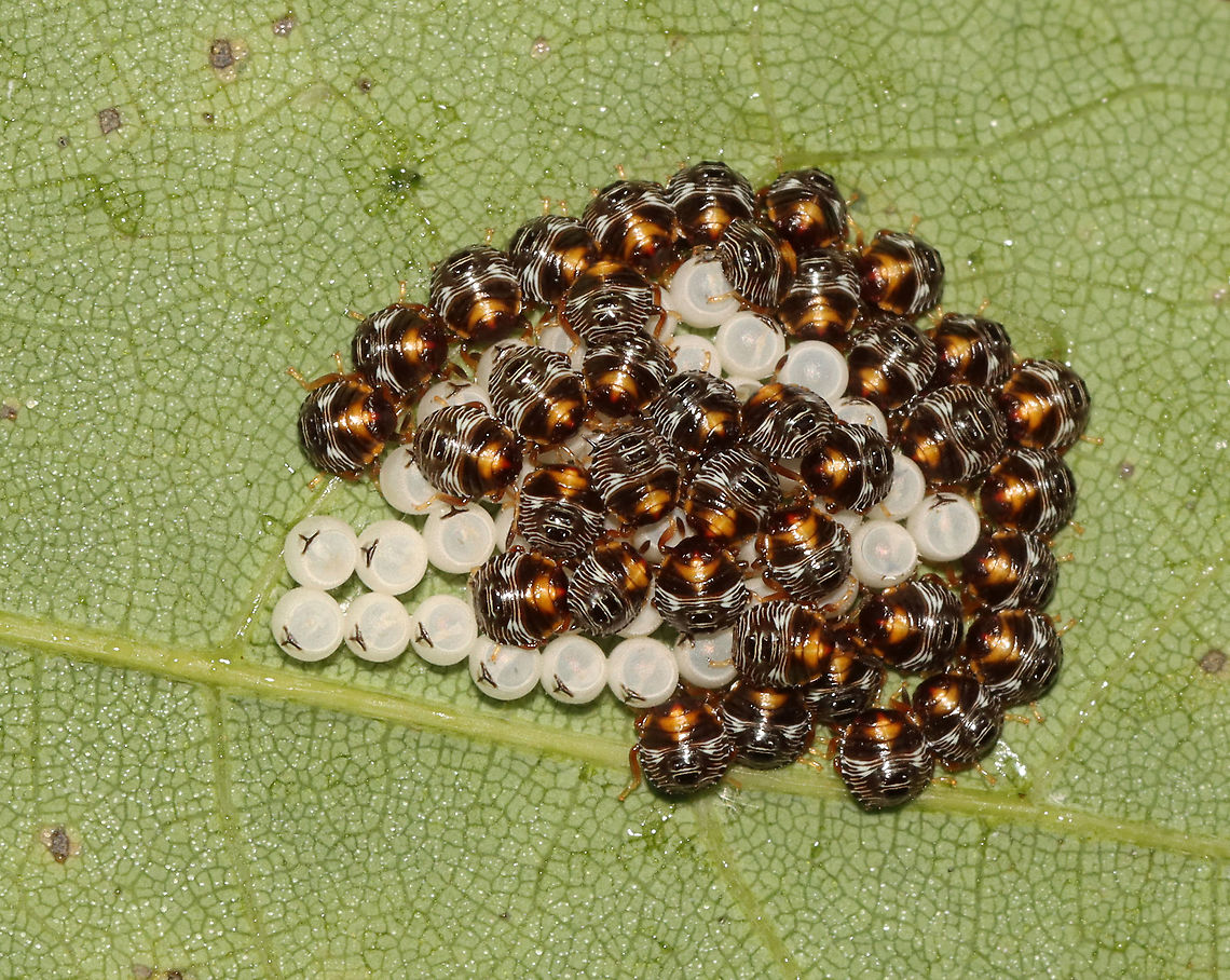 Green Stink Bug Nymphs - Chinavia hilaris Habitat: Found on maple (Acer sp.); mesic, deciduous forest Chinavia hilaris,Geotagged,Green stink bug,Pentatomidae,Summer,United States,bug,nymphs,shield bug,stink bug nymphs
