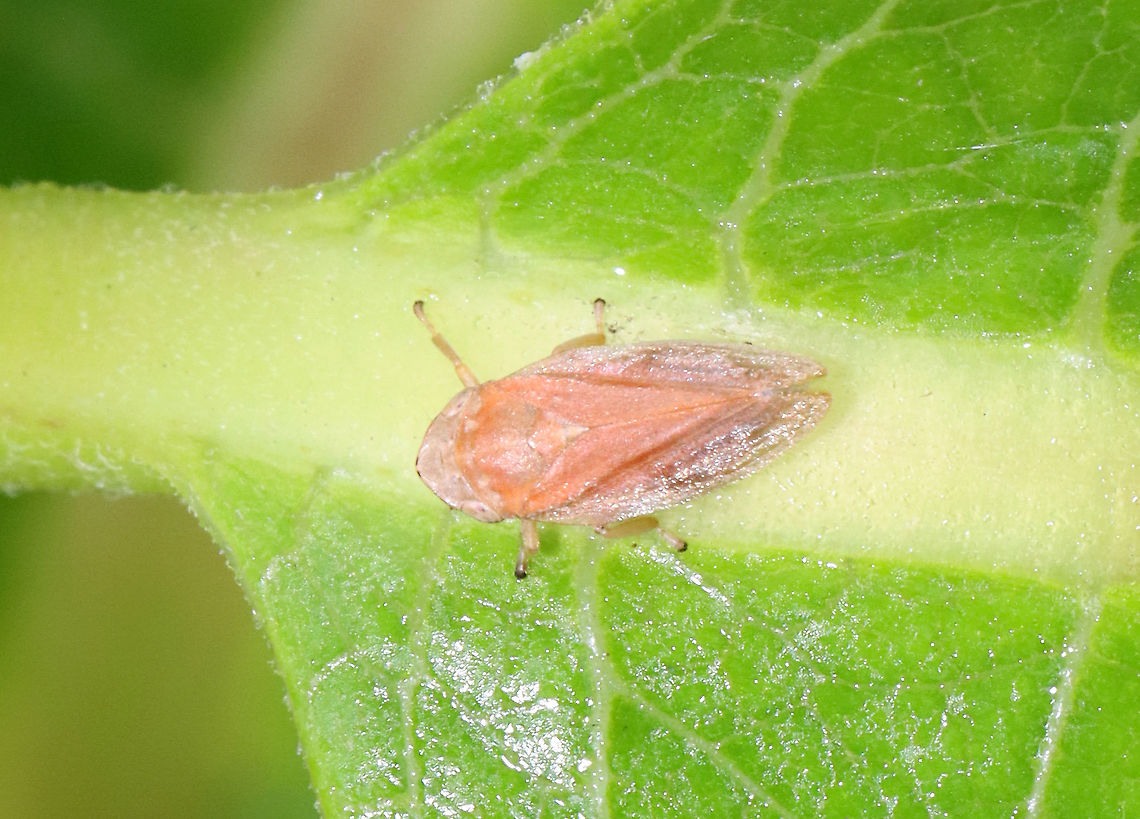 Meadow Froghopper - Philaenus spumarius A pink variety!<br />
<br />
Habitat: Meadow<br />
<figure class="photo"><a href="https://www.jungledragon.com/image/117792/meadow_froghopper_-_philaenus_spumarius.html" title="Meadow Froghopper - Philaenus spumarius"><img src="https://s3.amazonaws.com/media.jungledragon.com/images/3232/117792_thumb.jpg?AWSAccessKeyId=05GMT0V3GWVNE7GGM1R2&Expires=1759968010&Signature=nOlrFbXxbWFGN5lfwrID3oT6yKE%3D" width="200" height="146" alt="Meadow Froghopper - Philaenus spumarius A pink variety!<br />
<br />
Habitat: Meadow<br />
https://www.jungledragon.com/image/117791/meadow_froghopper_-_philaenus_spumarius.html Geotagged,Meadow Froghopper,Philaenus spumarius,Summer,United States" /></a></figure> Geotagged,Meadow Froghopper,Philaenus,Philaenus spumarius,Summer,United States,froghopper,spittlebug