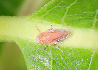 Meadow Froghopper - Philaenus spumarius A pink variety!<br />
<br />
Habitat: Meadow<br />
https://www.jungledragon.com/image/117792/meadow_froghopper_-_philaenus_spumarius.html Geotagged,Meadow Froghopper,Philaenus,Philaenus spumarius,Summer,United States,froghopper,spittlebug
