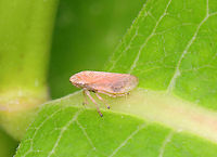 Meadow Froghopper - Philaenus spumarius A pink variety!<br />
<br />
Habitat: Meadow<br />
https://www.jungledragon.com/image/117791/meadow_froghopper_-_philaenus_spumarius.html Geotagged,Meadow Froghopper,Philaenus spumarius,Summer,United States