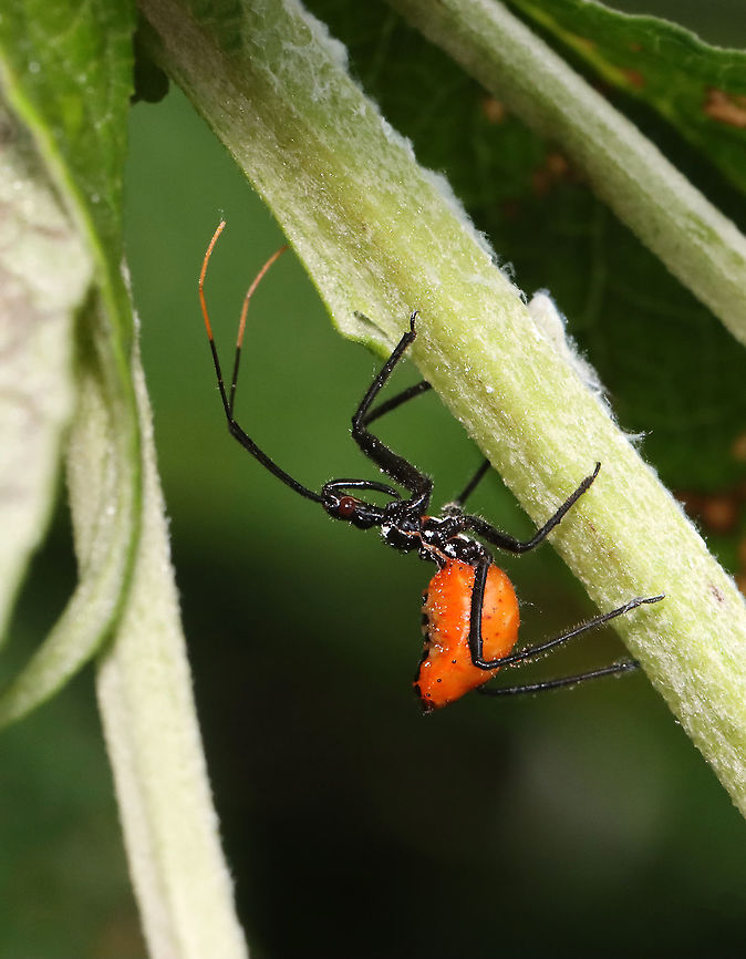 Wheel Bug Nymph - Arilus cristatus Habitat: Meadow Arilus,Arilus cristatus,Geotagged,Summer,United States,Wheel bug nymph,bug,nymph,wheel bug
