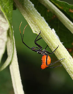 Wheel Bug Nymph - Arilus cristatus Habitat: Meadow Arilus,Arilus cristatus,Geotagged,Summer,United States,Wheel bug nymph,bug,nymph,wheel bug