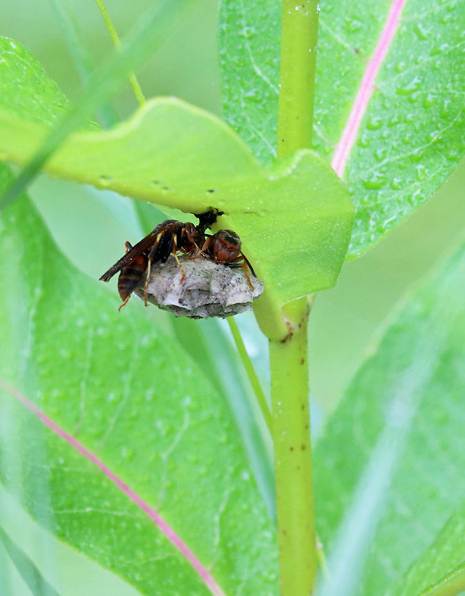 Paper Wasps (Sleeping) - Polistes fuscatus They were sleeping on top of their nest!<br />
<br />
Habitat: Meadow<br />
<br />
<br />
More observations of these same wasps:<br />
<br />
July 5th:<br />
<figure class="photo"><a href="https://www.jungledragon.com/image/117794/paper_wasps_sleeping_-_polistes_fuscatus.html" title="Paper Wasps (Sleeping) - Polistes fuscatus"><img src="https://s3.amazonaws.com/media.jungledragon.com/images/3232/117794_thumb.jpg?AWSAccessKeyId=05GMT0V3GWVNE7GGM1R2&Expires=1759968010&Signature=Oq9UBXuUrA1OOXamAaTNRJ15Vi0%3D" width="120" height="152" alt="Paper Wasps (Sleeping) - Polistes fuscatus They were sleeping on top of their nest!<br />
<br />
Habitat: Meadow<br />
<br />
<br />
More observations of these same wasps:<br />
<br />
July 5th:<br />
https://www.jungledragon.com/image/117794/paper_wasps_sleeping_-_polistes_fuscatus.html<br />
<br />
July 25th:<br />
https://www.jungledragon.com/image/131874/paper_wasps_with_nest_-_polistes_fuscatus.html<br />
<br />
August 6th:<br />
https://www.jungledragon.com/image/132653/paper_wasps_-_polistes_fuscatus.html Geotagged,Northern paper wasp,Polistes,Polistes fuscatus,Summer,United States,paper wasps,wasp" /></a></figure><br />
<br />
July 25th:<br />
<figure class="photo"><a href="https://www.jungledragon.com/image/131874/paper_wasps_with_nest_-_polistes_fuscatus.html" title="Paper Wasps with Nest - Polistes fuscatus"><img src="https://s3.amazonaws.com/media.jungledragon.com/images/3232/131874_thumb.jpg?AWSAccessKeyId=05GMT0V3GWVNE7GGM1R2&Expires=1759968010&Signature=e0L6jeNJrpE5O4m61o5x2Ge%2Bz24%3D" width="200" height="144" alt="Paper Wasps with Nest - Polistes fuscatus Habitat: Meadow<br />
<br />
<br />
More observations of these same wasps:<br />
<br />
July 5th:<br />
https://www.jungledragon.com/image/117794/paper_wasps_sleeping_-_polistes_fuscatus.html<br />
<br />
July 25th:<br />
https://www.jungledragon.com/image/131874/paper_wasps_with_nest_-_polistes_fuscatus.html<br />
<br />
August 6th:<br />
https://www.jungledragon.com/image/132653/paper_wasps_-_polistes_fuscatus.html Geotagged,Northern paper wasp,Polistes fuscatus,Summer,United States,paper wasp,polistes,wasp nest,wasps" /></a></figure><br />
<br />
August 6th:<br />
<figure class="photo"><a href="https://www.jungledragon.com/image/132653/paper_wasps_-_polistes_fuscatus.html" title="Paper Wasps - Polistes fuscatus"><img src="https://s3.amazonaws.com/media.jungledragon.com/images/3232/132653_thumb.jpg?AWSAccessKeyId=05GMT0V3GWVNE7GGM1R2&Expires=1759968010&Signature=R%2BU7%2B0nmnDx5uDC4DH%2FDYYw%2BGL4%3D" width="200" height="150" alt="Paper Wasps - Polistes fuscatus This is my third observation of these wasps from last summer. In each photo, you can see how they&#039;ve added on to their nest...<br />
<br />
July 5th:<br />
https://www.jungledragon.com/image/117794/paper_wasps_sleeping_-_polistes_fuscatus.html<br />
<br />
July 25th:<br />
https://www.jungledragon.com/image/131874/paper_wasps_with_nest_-_polistes_fuscatus.html<br />
<br />
August 6th:<br />
https://www.jungledragon.com/image/132653/paper_wasps_-_polistes_fuscatus.html Geotagged,Northern paper wasp,Polistes,Polistes fuscatus,Summer,United States,wasp" /></a></figure> Geotagged,Northern paper wasp,Polistes,Polistes fuscatus,Summer,United States,paper wasps,wasp
