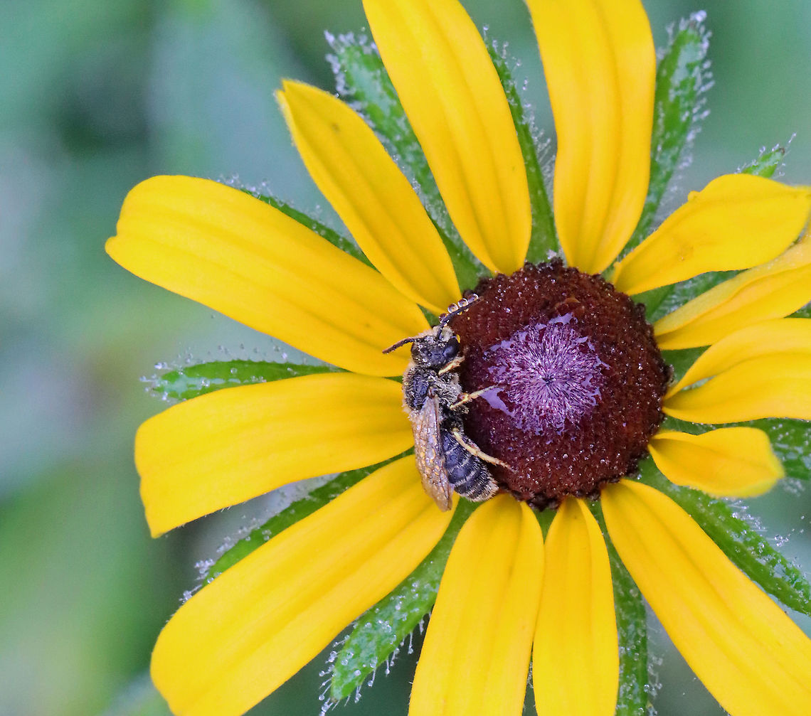 Sleeping Bee - Halictidae Soaking wet and still asleep. <br />
<br />
Habitat: Meadow Geotagged,Halictidae,Summer,United States,bee