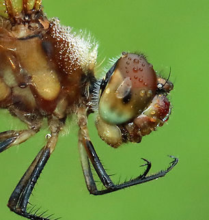 Halloween Pennant - Celithemis eponina This gorgeous dragonfly was covered in dew and not quite awake. It's the only time of day that I can easily catch them.

Habitat: Pondside
https://www.jungledragon.com/image/117796/halloween_pennant_-_celithemis_eponina.html
https://www.jungledragon.com/image/117797/halloween_pennant_-_celithemis_eponina.html
https://www.jungledragon.com/image/117798/halloween_pennant_-_celithemis_eponina.html Celithemis eponina,Geotagged,Halloween Pennant,Summer,United States