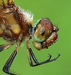 Halloween Pennant - Celithemis eponina This gorgeous dragonfly was covered in dew and not quite awake. It's the only time of day that I can easily catch them.<br />
<br />
Habitat: Pondside<br />
https://www.jungledragon.com/image/117796/halloween_pennant_-_celithemis_eponina.html<br />
https://www.jungledragon.com/image/117797/halloween_pennant_-_celithemis_eponina.html<br />
https://www.jungledragon.com/image/117798/halloween_pennant_-_celithemis_eponina.html Celithemis eponina,Geotagged,Halloween Pennant,Summer,United States