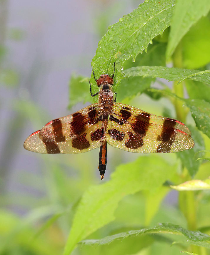 Halloween Pennant - Celithemis eponina This gorgeous dragonfly was covered in dew and not quite awake. It&#039;s the only time of day that I can easily catch them.<br />
<br />
Habitat: Pondside<br />
<figure class="photo"><a href="https://www.jungledragon.com/image/117796/halloween_pennant_-_celithemis_eponina.html" title="Halloween Pennant - Celithemis eponina"><img src="https://s3.amazonaws.com/media.jungledragon.com/images/3232/117796_thumb.jpg?AWSAccessKeyId=05GMT0V3GWVNE7GGM1R2&Expires=1767225610&Signature=%2F2nuY3z76RnQ1%2BwNhQeEBLW0MDE%3D" width="146" height="152" alt="Halloween Pennant - Celithemis eponina This gorgeous dragonfly was covered in dew and not quite awake. It&#039;s the only time of day that I can easily catch them.<br />
<br />
Habitat: Pondside<br />
https://www.jungledragon.com/image/117796/halloween_pennant_-_celithemis_eponina.html<br />
https://www.jungledragon.com/image/117797/halloween_pennant_-_celithemis_eponina.html<br />
https://www.jungledragon.com/image/117798/halloween_pennant_-_celithemis_eponina.html Celithemis eponina,Geotagged,Halloween Pennant,Summer,United States" /></a></figure><br />
<figure class="photo"><a href="https://www.jungledragon.com/image/117797/halloween_pennant_-_celithemis_eponina.html" title="Halloween Pennant - Celithemis eponina"><img src="https://s3.amazonaws.com/media.jungledragon.com/images/3232/117797_thumb.jpg?AWSAccessKeyId=05GMT0V3GWVNE7GGM1R2&Expires=1767225610&Signature=y9dL6udE7Cf5ZEpI6b4Csxatqhw%3D" width="126" height="152" alt="Halloween Pennant - Celithemis eponina This gorgeous dragonfly was covered in dew and not quite awake. It&#039;s the only time of day that I can easily catch them.<br />
<br />
Habitat: Pondside<br />
https://www.jungledragon.com/image/117796/halloween_pennant_-_celithemis_eponina.html<br />
https://www.jungledragon.com/image/117797/halloween_pennant_-_celithemis_eponina.html<br />
https://www.jungledragon.com/image/117798/halloween_pennant_-_celithemis_eponina.html Celithemis eponina,Geotagged,Halloween Pennant,Summer,United States" /></a></figure><br />
<figure class="photo"><a href="https://www.jungledragon.com/image/117798/halloween_pennant_-_celithemis_eponina.html" title="Halloween Pennant - Celithemis eponina"><img src="https://s3.amazonaws.com/media.jungledragon.com/images/3232/117798_thumb.jpg?AWSAccessKeyId=05GMT0V3GWVNE7GGM1R2&Expires=1767225610&Signature=akcaEMIiMQ91UEMuHvVFM48ahcg%3D" width="200" height="138" alt="Halloween Pennant - Celithemis eponina This gorgeous dragonfly was covered in dew and not quite awake. It&#039;s the only time of day that I can easily catch them.<br />
<br />
Habitat: Pondside<br />
https://www.jungledragon.com/image/117796/halloween_pennant_-_celithemis_eponina.html<br />
https://www.jungledragon.com/image/117797/halloween_pennant_-_celithemis_eponina.html<br />
https://www.jungledragon.com/image/117798/halloween_pennant_-_celithemis_eponina.html Celithemis,Celithemis eponina,Geotagged,Halloween Pennant,Summer,United States,dragonfly" /></a></figure> Celithemis eponina,Geotagged,Halloween Pennant,Summer,United States