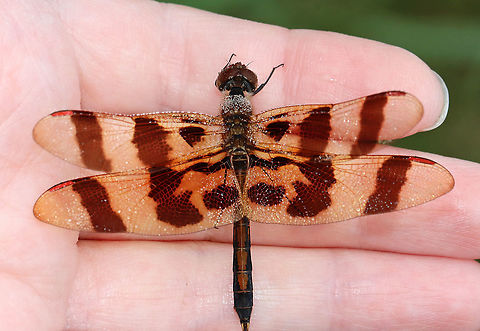 Halloween Pennant - Celithemis eponina This gorgeous dragonfly was covered in dew and not quite awake. It's the only time of day that I can easily catch them.

Habitat: Pondside
https://www.jungledragon.com/image/117796/halloween_pennant_-_celithemis_eponina.html
https://www.jungledragon.com/image/117797/halloween_pennant_-_celithemis_eponina.html
https://www.jungledragon.com/image/117798/halloween_pennant_-_celithemis_eponina.html Celithemis,Celithemis eponina,Geotagged,Halloween Pennant,Summer,United States,dragonfly