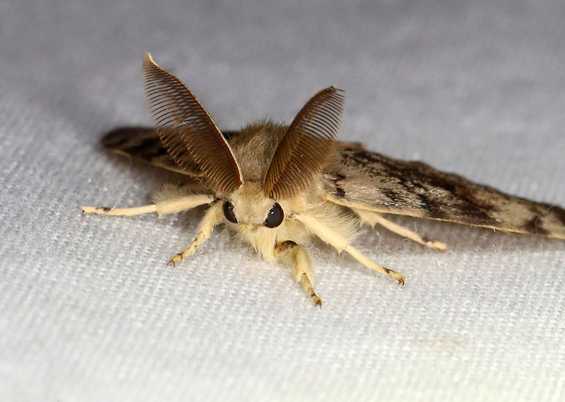 Gypsy Moth (Male) - Lymantria dispar ~25 mm long. Forewing of males have dusky scalloped lines and black crescent-shaped reniform spots. Antennae are broadly bipectinate.<br />
<br />
Habitat: Attracted to a 365 nm LED light in a semi-rural area<br />
<br />
2021(125)<br />
<figure class="photo"><a href="https://www.jungledragon.com/image/117847/gypsy_moth_male_-_lymantria_dispar.html" title="Gypsy Moth (Male) - Lymantria dispar"><img src="https://s3.amazonaws.com/media.jungledragon.com/images/3232/117847_thumb.jpg?AWSAccessKeyId=05GMT0V3GWVNE7GGM1R2&Expires=1759968010&Signature=0DgtcgdGK41Bpm18oE6HdsEP%2Fug%3D" width="200" height="164" alt="Gypsy Moth (Male) - Lymantria dispar ~25 mm long. Forewing of males have dusky scalloped lines and black crescent-shaped reniform spots. Antennae are broadly bipectinate.<br />
<br />
Habitat: Attracted to a 365 nm LED light in a semi-rural area<br />
<br />
2021(125)<br />
https://www.jungledragon.com/image/117846/gypsy_moth_male_-_lymantria_dispar.html Erebidae,Geotagged,Gypsy moth,Lymantia,Lymantria dispar,Summer,United States,moth" /></a></figure> Geotagged,Gypsy moth,Lymantria dispar,Summer,United States