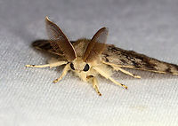Gypsy Moth (Male) - Lymantria dispar ~25 mm long. Forewing of males have dusky scalloped lines and black crescent-shaped reniform spots. Antennae are broadly bipectinate.<br />
<br />
Habitat: Attracted to a 365 nm LED light in a semi-rural area<br />
<br />
2021(125)<br />
https://www.jungledragon.com/image/117847/gypsy_moth_male_-_lymantria_dispar.html Geotagged,Gypsy moth,Lymantria dispar,Summer,United States