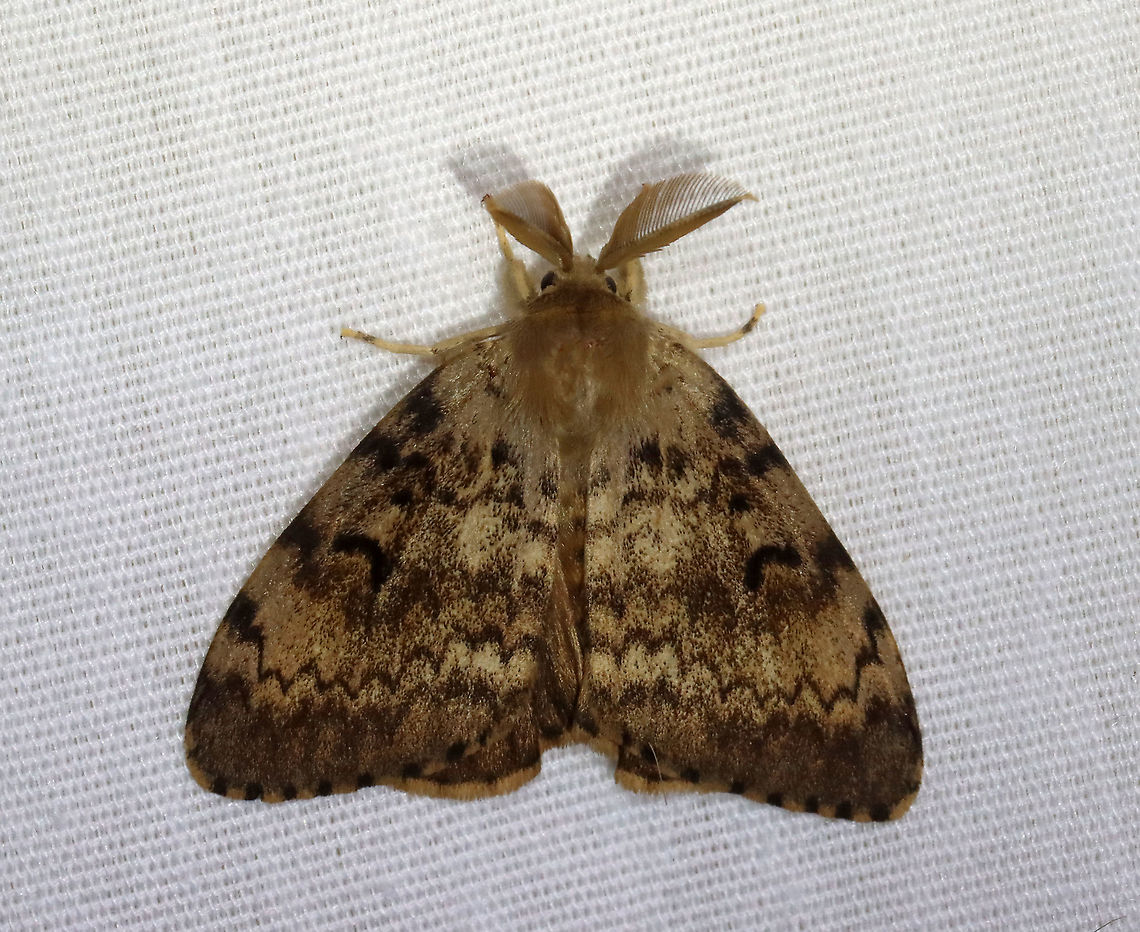 Gypsy Moth (Male) - Lymantria dispar ~25 mm long. Forewing of males have dusky scalloped lines and black crescent-shaped reniform spots. Antennae are broadly bipectinate.<br />
<br />
Habitat: Attracted to a 365 nm LED light in a semi-rural area<br />
<br />
2021(125)<br />
<figure class="photo"><a href="https://www.jungledragon.com/image/117846/gypsy_moth_male_-_lymantria_dispar.html" title="Gypsy Moth (Male) - Lymantria dispar"><img src="https://s3.amazonaws.com/media.jungledragon.com/images/3232/117846_thumb.jpg?AWSAccessKeyId=05GMT0V3GWVNE7GGM1R2&Expires=1769040010&Signature=STDErWEacQciov2blypve1lSJbE%3D" width="200" height="144" alt="Gypsy Moth (Male) - Lymantria dispar ~25 mm long. Forewing of males have dusky scalloped lines and black crescent-shaped reniform spots. Antennae are broadly bipectinate.<br />
<br />
Habitat: Attracted to a 365 nm LED light in a semi-rural area<br />
<br />
2021(125)<br />
https://www.jungledragon.com/image/117847/gypsy_moth_male_-_lymantria_dispar.html Geotagged,Gypsy moth,Lymantria dispar,Summer,United States" /></a></figure> Erebidae,Geotagged,Gypsy moth,Lymantia,Lymantria dispar,Summer,United States,moth