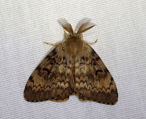 Gypsy Moth (Male) - Lymantria dispar ~25 mm long. Forewing of males have dusky scalloped lines and black crescent-shaped reniform spots. Antennae are broadly bipectinate.

Habitat: Attracted to a 365 nm LED light in a semi-rural area

2021(125)
https://www.jungledragon.com/image/117846/gypsy_moth_male_-_lymantria_dispar.html Erebidae,Geotagged,Gypsy moth,Lymantia,Lymantria dispar,Summer,United States,moth