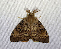 Gypsy Moth (Male) - Lymantria dispar ~25 mm long. Forewing of males have dusky scalloped lines and black crescent-shaped reniform spots. Antennae are broadly bipectinate.<br />
<br />
Habitat: Attracted to a 365 nm LED light in a semi-rural area<br />
<br />
2021(125)<br />
https://www.jungledragon.com/image/117846/gypsy_moth_male_-_lymantria_dispar.html Erebidae,Geotagged,Gypsy moth,Lymantia,Lymantria dispar,Summer,United States,moth